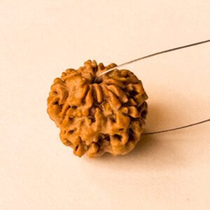 1 Mukhi Rudraksha(WYSIWYG) - Super Rare