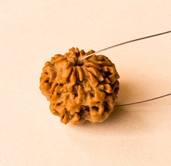 1 Mukhi Rudraksha(WYSIWYG) - Super Rare