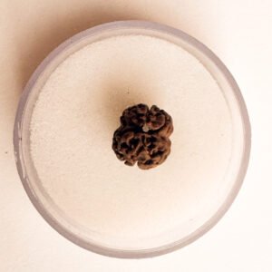 4 Mukhi Rudraksha(WYSIWYG)