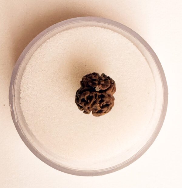 4 Mukhi Rudraksha(WYSIWYG)