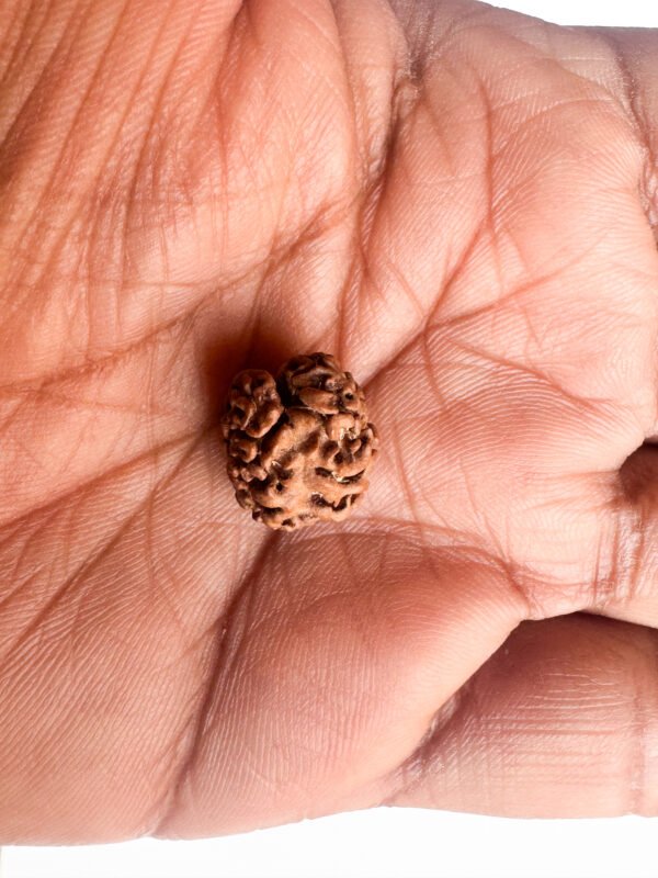 4 Mukhi Rudraksha(WYSIWYG) - Image 2