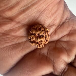 3 Mukhi Rudraksha(WYSIWYG)