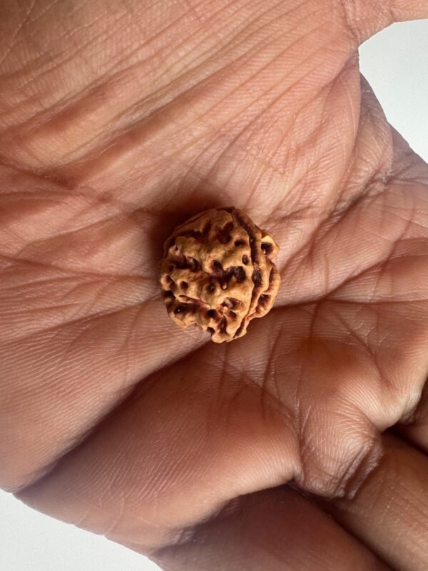3 Mukhi Rudraksha(WYSIWYG)