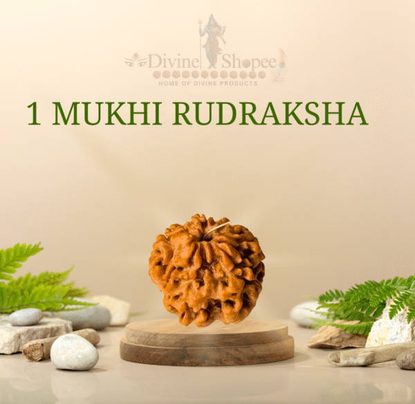1 Mukhi Rudraksha