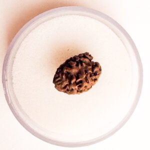2 Mukhi Rudraksha - Full Seed(WYSIWYG) Super Rare