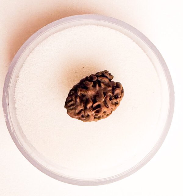 2 Mukhi Rudraksha - Full Seed(WYSIWYG) Super Rare