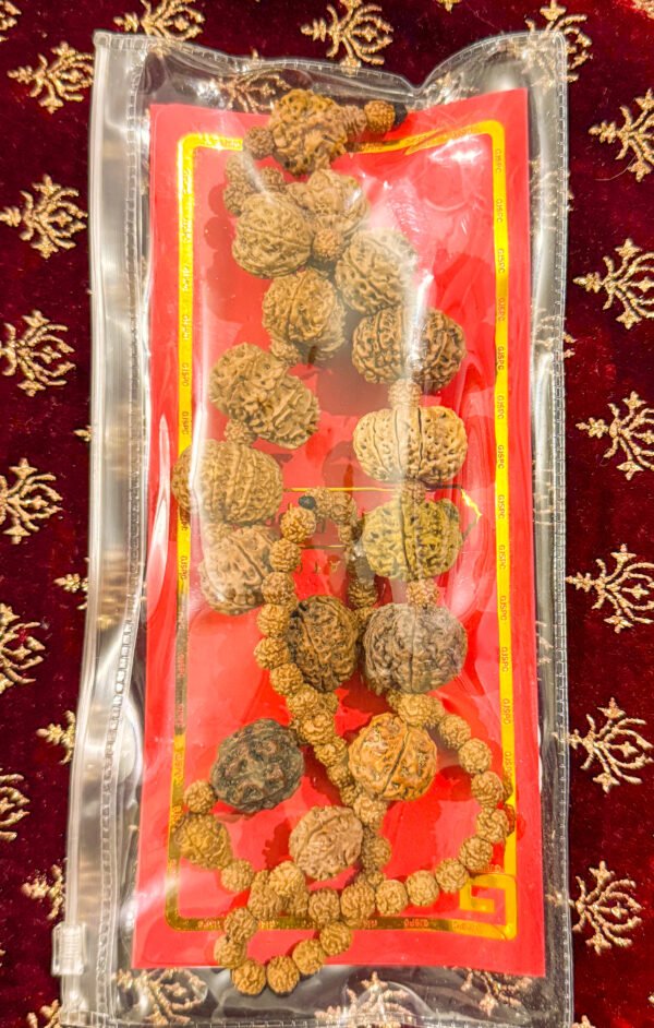 1-14 Mukhi Sidh Malla (WYSIWYG) - Image 3