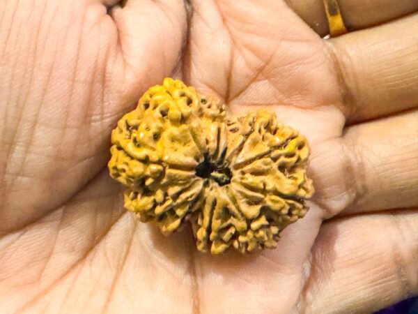 10 Mukhi Rudraksha(WYSIWYG) - Image 2