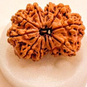 10 Mukhi Rudraksha(WYSIWYG)