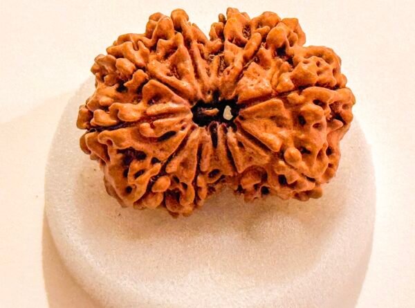 10 Mukhi Rudraksha(WYSIWYG)