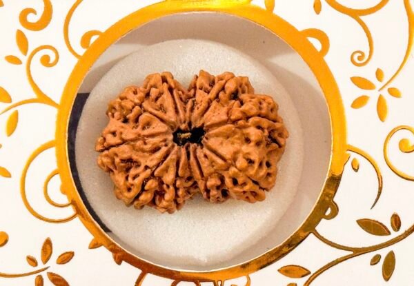 10 Mukhi Rudraksha(WYSIWYG) - Image 3