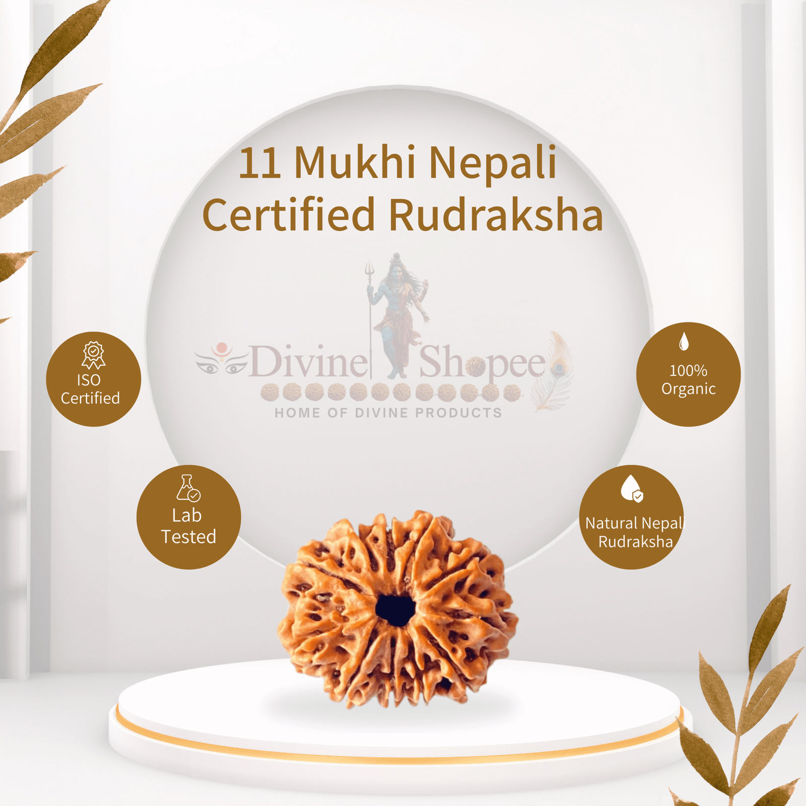 11 mukhi Rudraksha