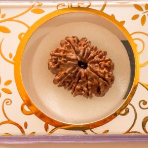 11 Mukhi Rudraksha(WYSIWYG)