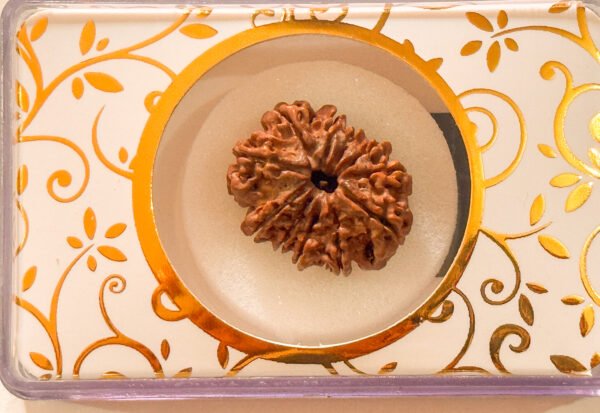 11 Mukhi Rudraksha(WYSIWYG)