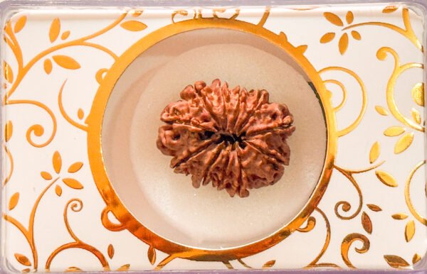 11 Mukhi Rudraksha(WYSIWYG) - Image 2