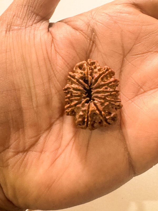 11 Mukhi Rudraksha(WYSIWYG) - Image 3