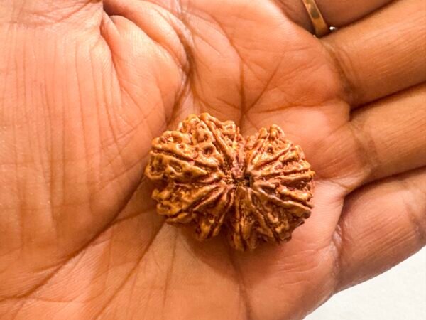 12 Mukhi Rudraksha(WYSIWYG) - Image 2