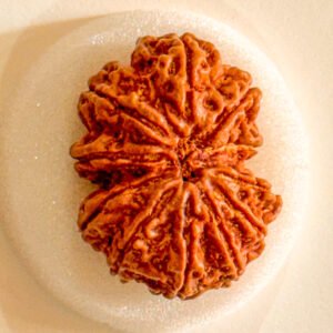 12 Mukhi Rudraksha(WYSIWYG)