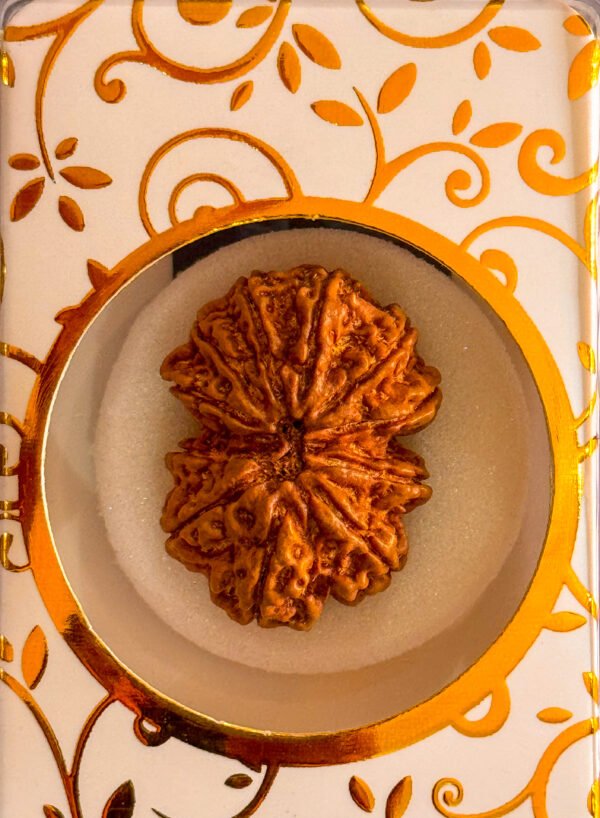 12 Mukhi Rudraksha(WYSIWYG) - Image 3