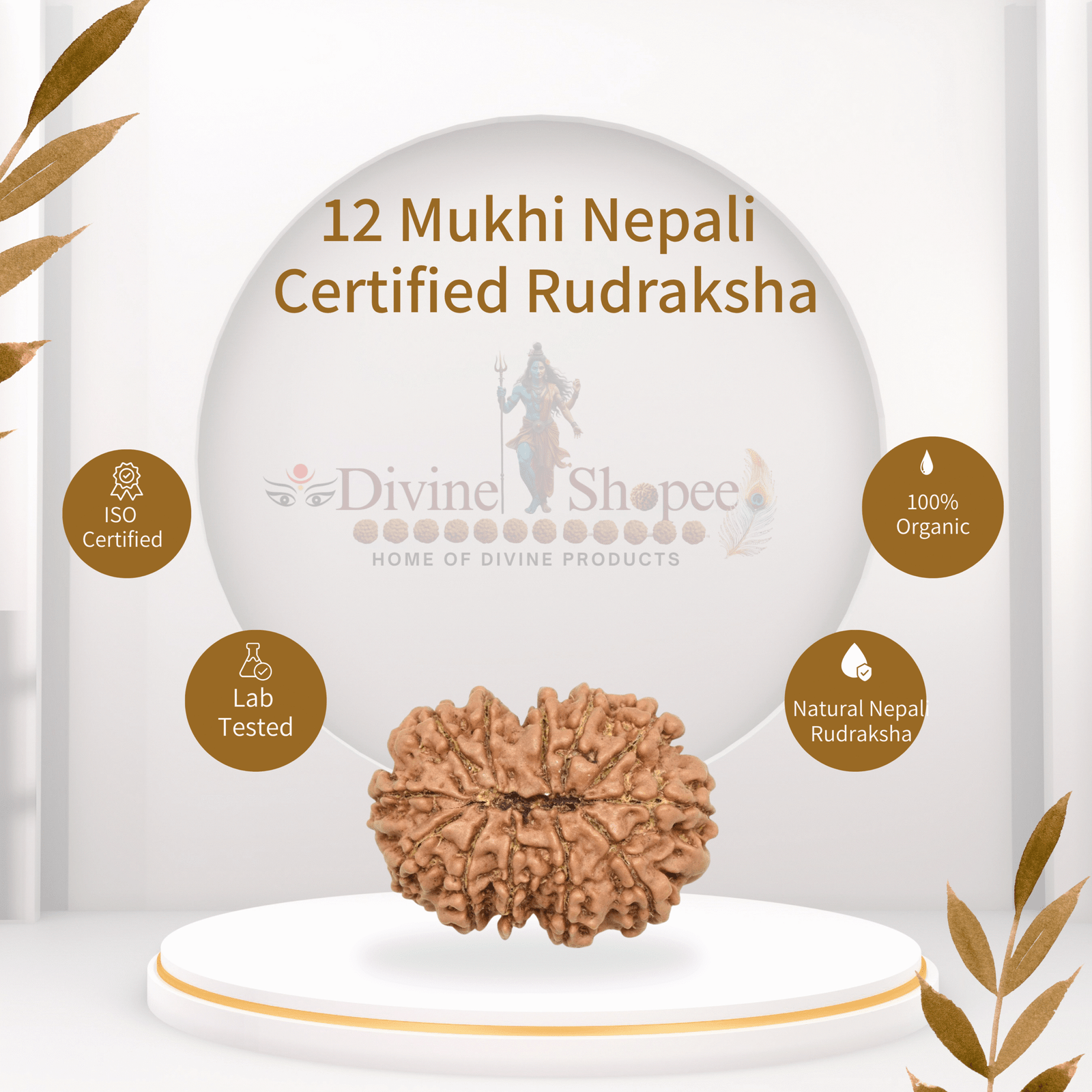 12 mukhi Rudraksha
