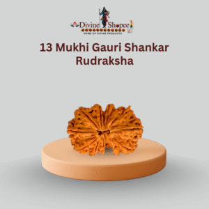 13 Mukhi Gauri Shankar Rudraksha