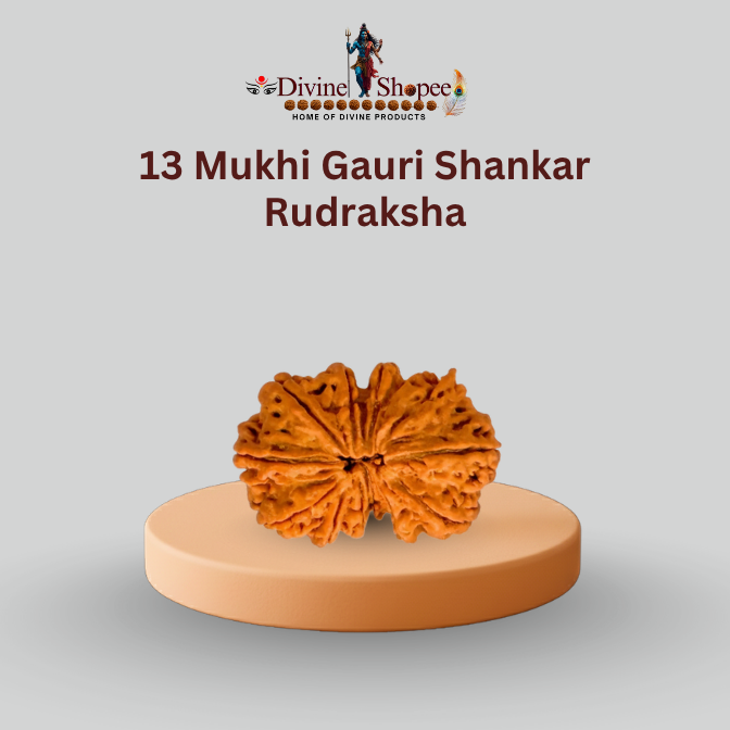 13 Mukhi Gauri Shankar Rudraksha