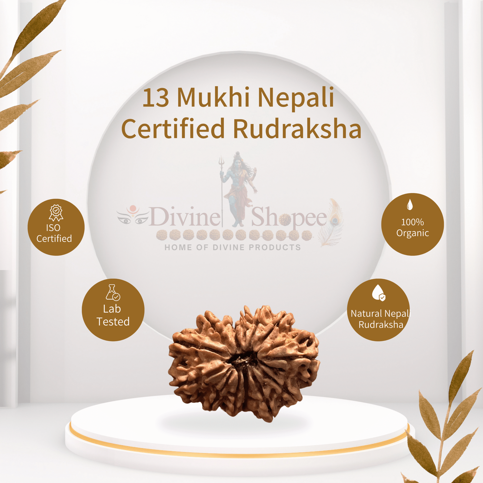 13 mukhi Rudraksha