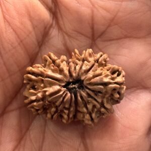 13 Mukhi Rudraksha(WYSIWYG)