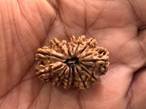 13 Mukhi Rudraksha(WYSIWYG)