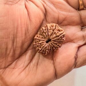 14 Mukhi Rudraksha(WYSIWYG)