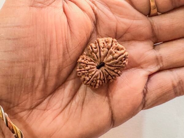 14 Mukhi Rudraksha(WYSIWYG)