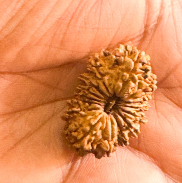 15 Mukhi Rudraksha(WYSIWYG) - Image 2