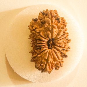 15 Mukhi Rudraksha(WYSIWYG)