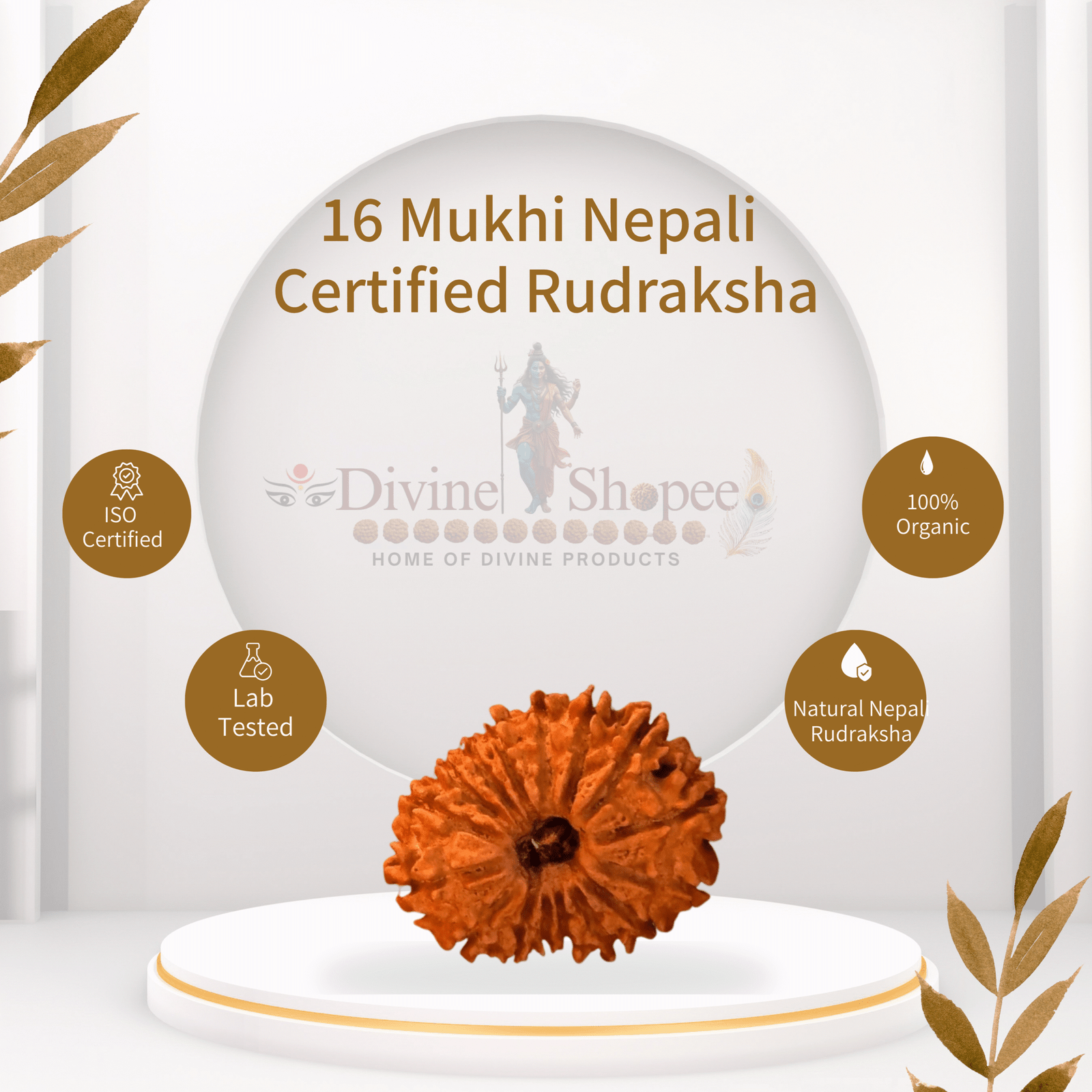 16 mukhi Rudraksha