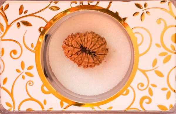 18 Mukhi Rudraksha(WYSIWYG) - Image 2