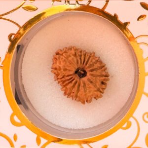 18 Mukhi Rudraksha(WYSIWYG)