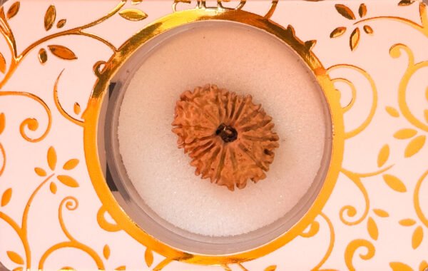 17 Mukhi Rudraksha(WYSIWYG)