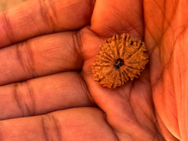 17 Mukhi Rudraksha(WYSIWYG) - Image 2