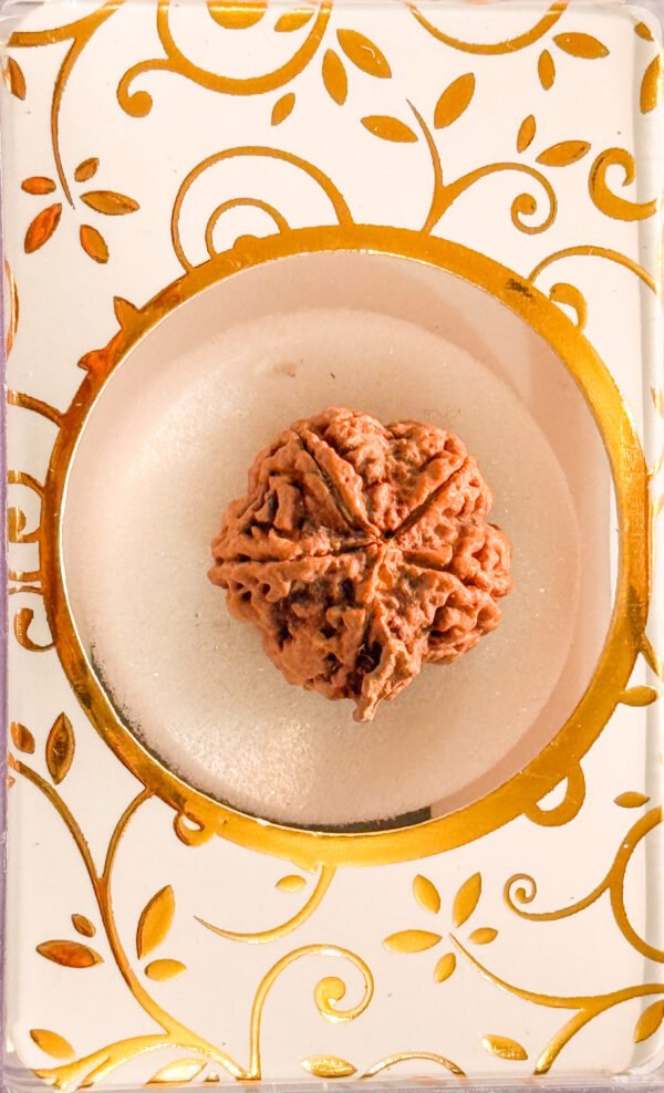 4 Mukhi Ganesh Rudraksha(WYSIWYG)