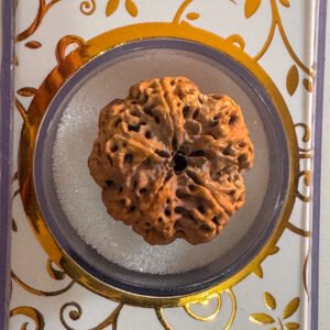 5 Mukhi Rudraksha(WYSIWYG)