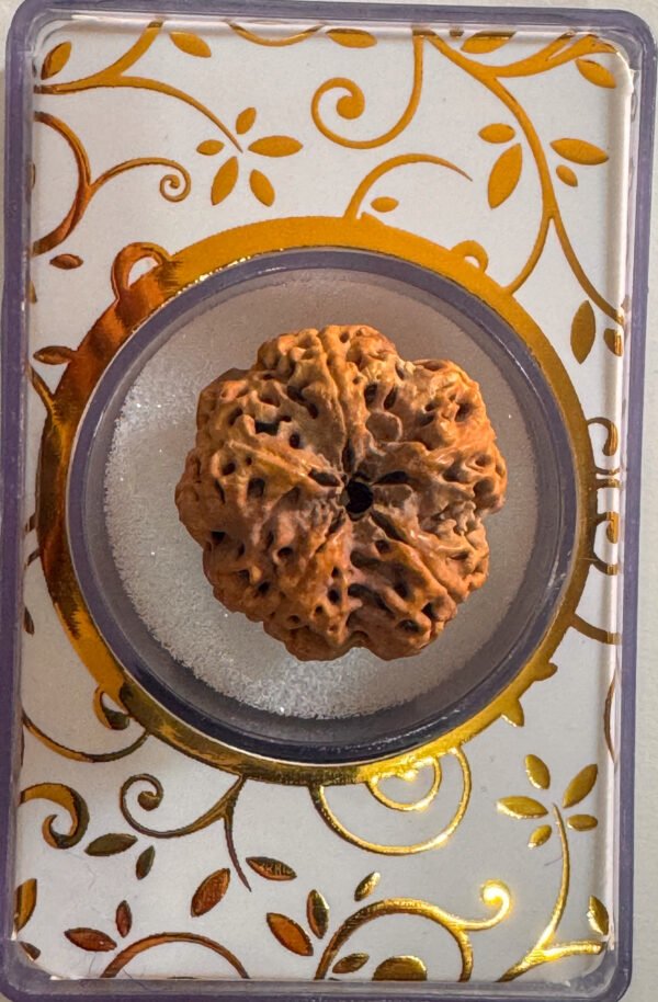 5 Mukhi Rudraksha(WYSIWYG)