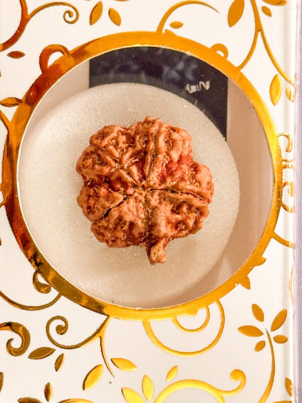 5 Mukhi Ganesh Rudraksha(WYSIWYG)