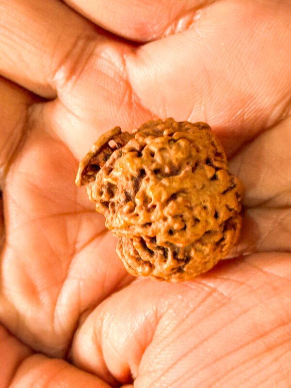 5 Mukhi Ganesh Rudraksha(WYSIWYG) - Image 2