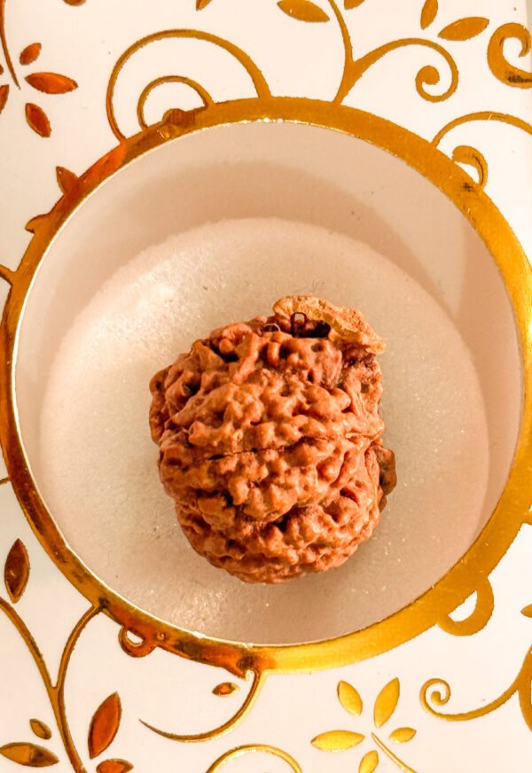 5 Mukhi Ganesh Rudraksha(WYSIWYG) - Image 3