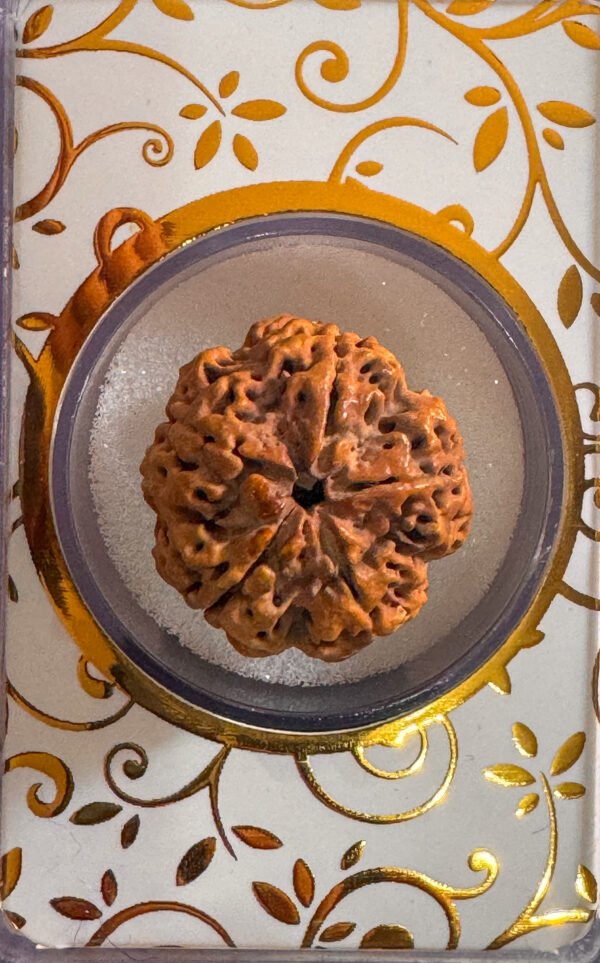 5 Mukhi Rudraksha(WYSIWYG) - Image 3