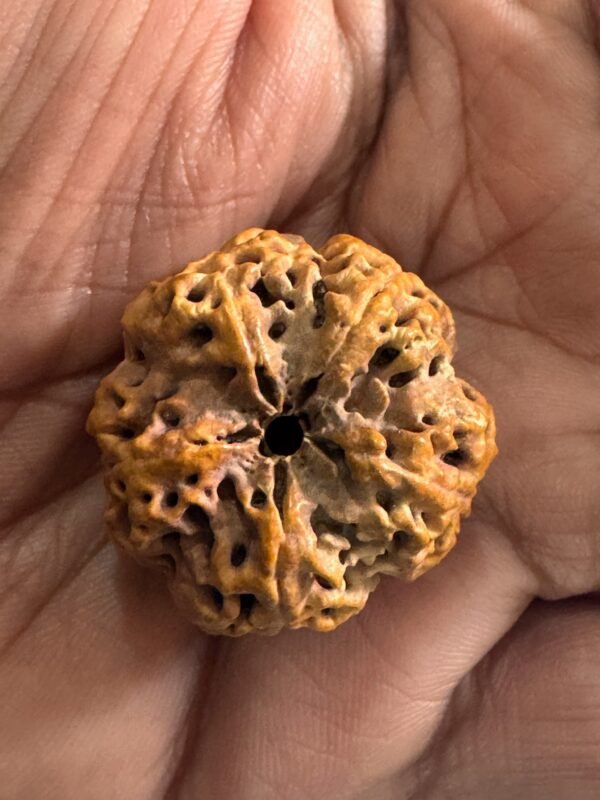 5 Mukhi Rudraksha(WYSIWYG) - Image 4