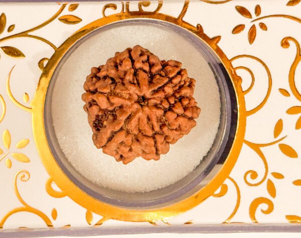 6 Mukhi Rudraksha(WYSIWYG)