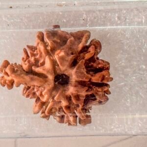 Sawaar Rudraksha(6+1)