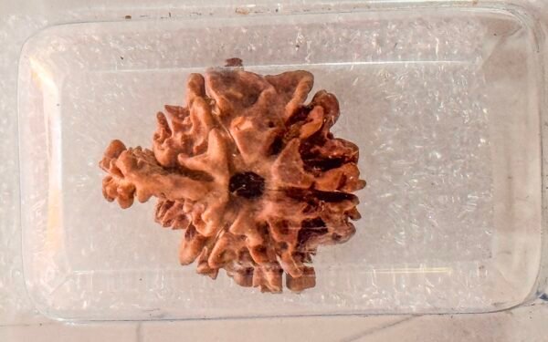 Sawaar Rudraksha(6+1)