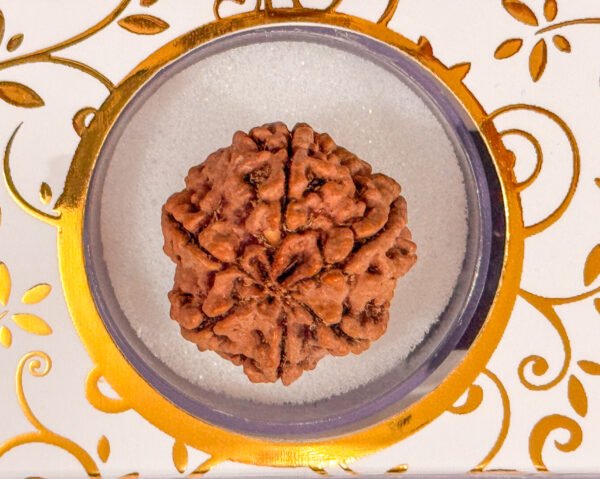 6 Mukhi Rudraksha(WYSIWYG) - Image 2